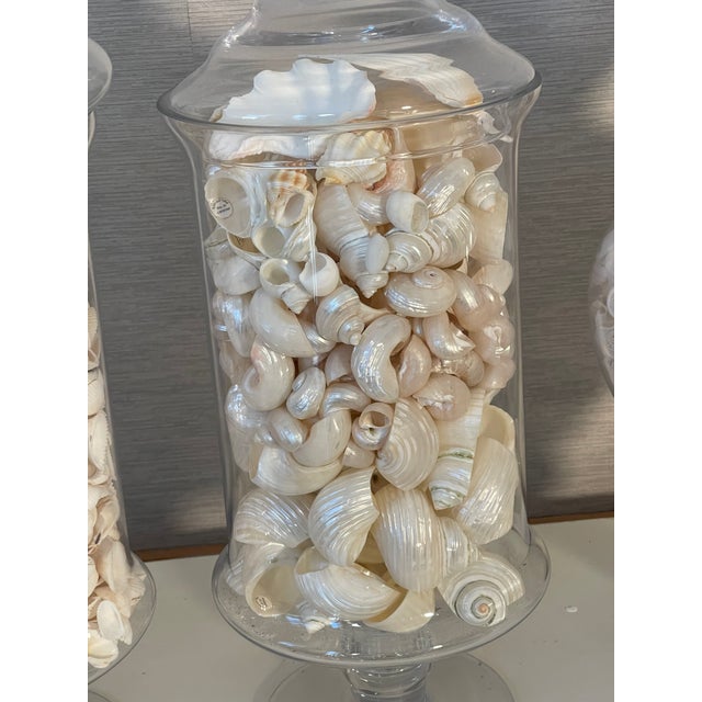 Coastal Vintage Large Glass Jars With Sea Shells For Sale - Image 3 of 12
