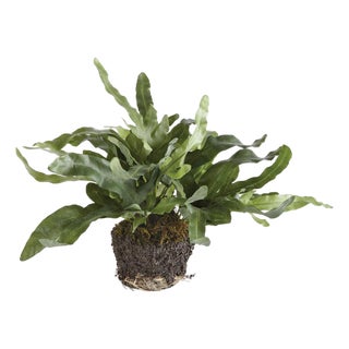 Echeveria Fern Drop-In 11.5" For Sale