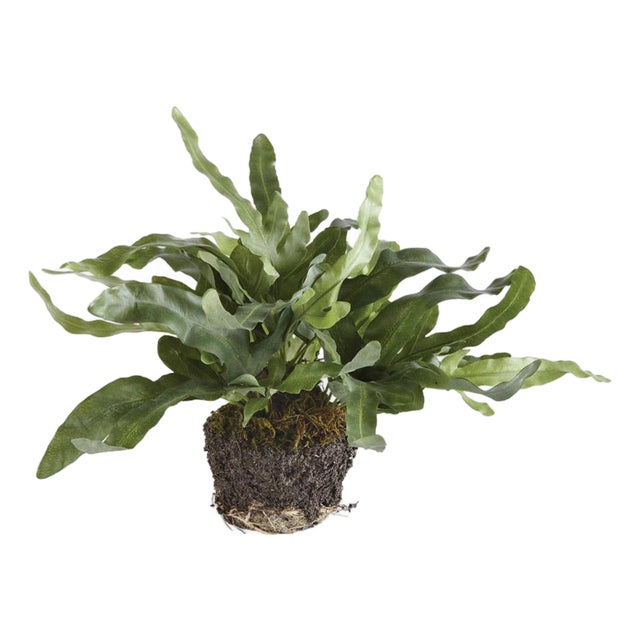 Echeveria Fern Drop-In 11.5" For Sale