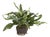 Echeveria Fern Drop-In 11.5" For Sale