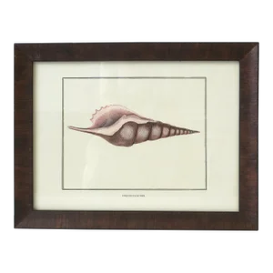 Italian Seashell Print Artwork Wall Art