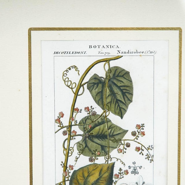 Vintage Botanical Print in Frame by Fevilleaa For Sale - Image 3 of 5