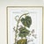 Vintage Botanical Print in Frame by Fevilleaa For Sale - Image 3 of 5