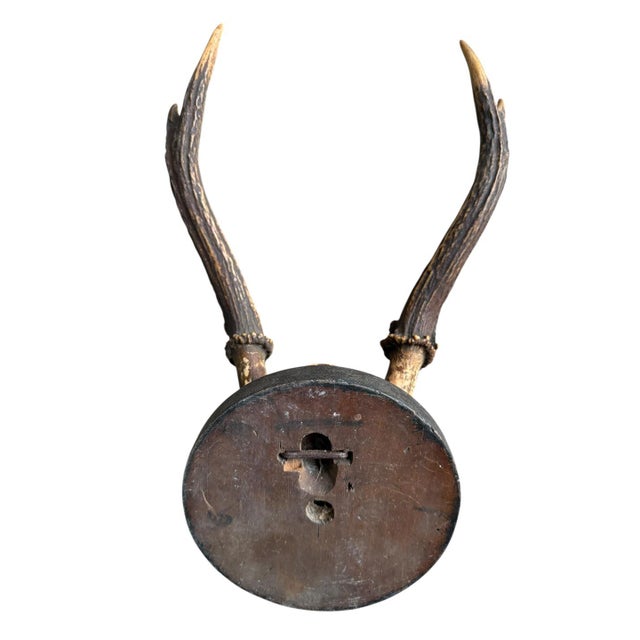 1900 - 1909 Deer Trophy 76 Black Foerst Antlers Mount For Sale - Image 5 of 5