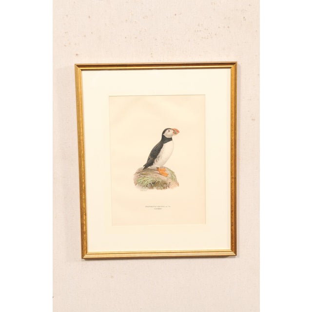 Early 20th Century Early 20th Century Swedish Framed Puffin Lithograph, C. 1920 For Sale - Image 5 of 11