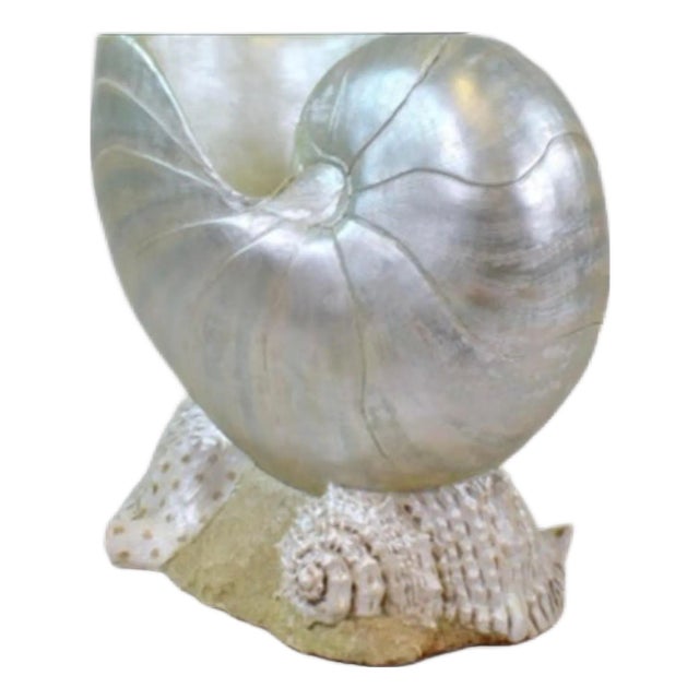 1970s Monumental Nautilus Shell Coffee or Side Table For Sale
