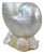 1970s Monumental Nautilus Shell Coffee or Side Table For Sale