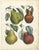 Dr. Calwer, Pears and Apples, 1854, Chromolithographs on Paper, Set of 6 For Sale - Image 6 of 9