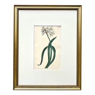Antique Original Hand Colored Curtis White Floral Botanical Etching 1805 For Sale