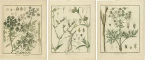 Fools Parsley and Red Campion and Field Eryngo, 1819, Paper, Set of 3