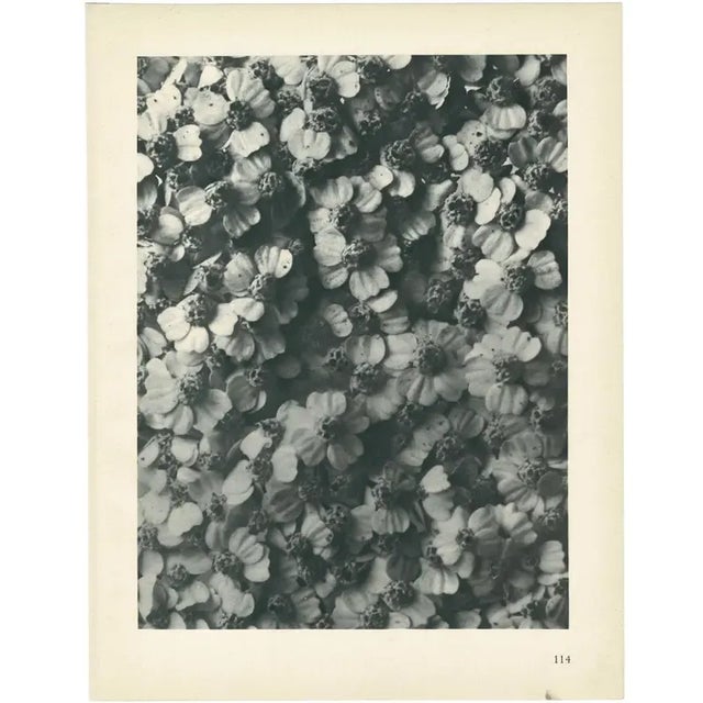 1928 Karl Blossfeldt Original Period Photogravure N114 of Achillea Millefolium For Sale - Image 4 of 6