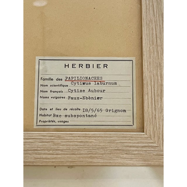 French Provincial 1965 French Herbarium Botanical Specimens Set of Four For Sale - Image 3 of 13