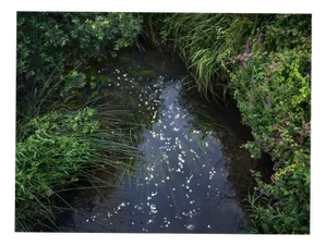 Ellie Davies, Chalk Streams 12, 2023, Print