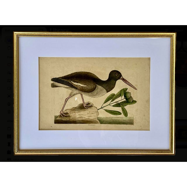 18th Century Framed Engravings by Mark Catesby, Set of Four Birds For Sale - Image 9 of 12