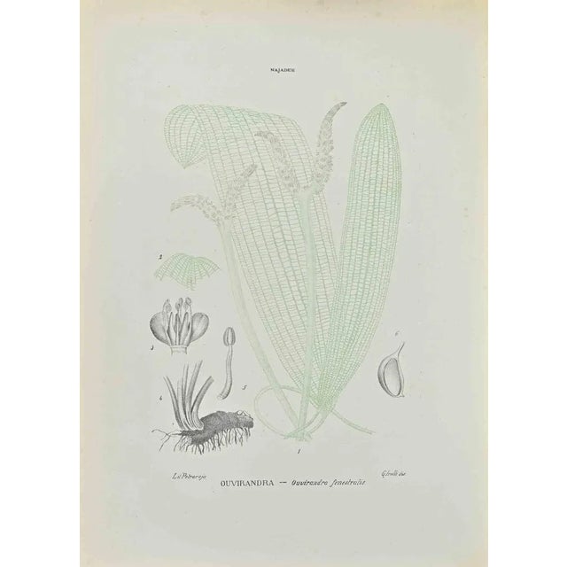 Lithograph hand watercolored. Belongs to the Series "Atlante di Botanica popolare ossia Illustrazione di Piante Notevoli...