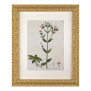 Early 19th Century English Hand Colored Floral Botanical Engraving by William Woodville For Sale