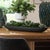Lush Succulents Nestled Into A Bed Of Reindeer Moss And Displayed In A Cast Black Man-made Stone Boat Container. Vintage,...