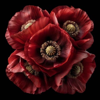 Velvet Poppies Contemporary Photograph by Michael Filonow For Sale