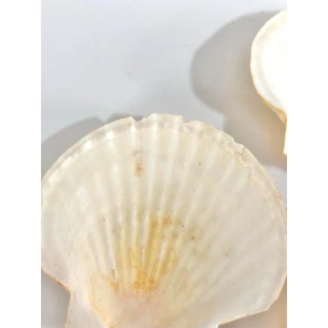 Vintage Natural Scallop Shell Appetizer Plates – Coastal Entertaining Seafood Serving Set (7) For Sale - Image 9 of 12