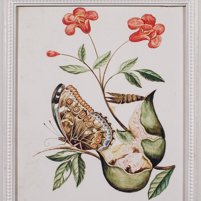 4 Vintage Botanical Pictures, Framed Print, Plant Illustrations, Natural Art For Sale - Image 11 of 12