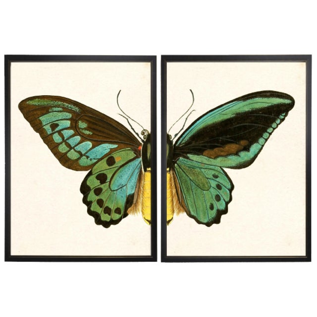 Split Turquoise Butterfly in Black & Copper Shadowbox - 62" x 37", Set of 2 For Sale - Image 4 of 4