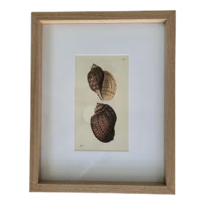 1802 Framed Buccinum Harpa or Harp Shell From the Naturalist's Miscellany