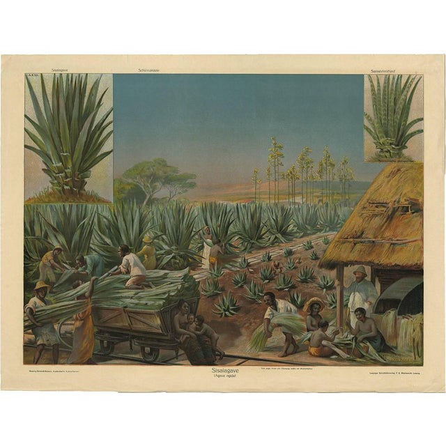 F.E. Wachsmuth, Schoolplate of a Sisal Agave Production Field, 1890s, Paper For Sale