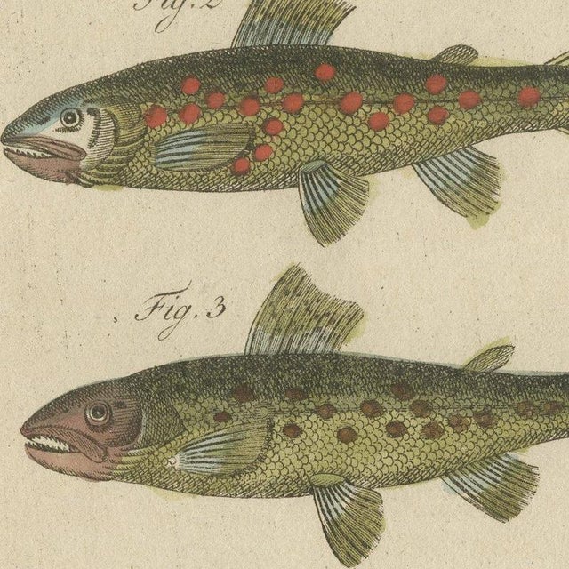 Paper Bertuch, Five Trout with Salmon Trout and Alpine Char, 1805, Print For Sale - Image 7 of 12