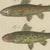 Paper Bertuch, Five Trout with Salmon Trout and Alpine Char, 1805, Print For Sale - Image 7 of 12