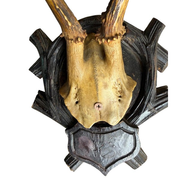 Roe Deer Trophy 213 Black Forest Antlers Mount For Sale - Image 4 of 5