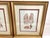 Set of 4 William Henry Harvey Seaweed For Sale In West Palm - Image 6 of 12