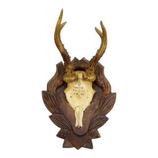 Black Forest Antique Roe Deer Trophy on Carved Plaque 1931 For Sale