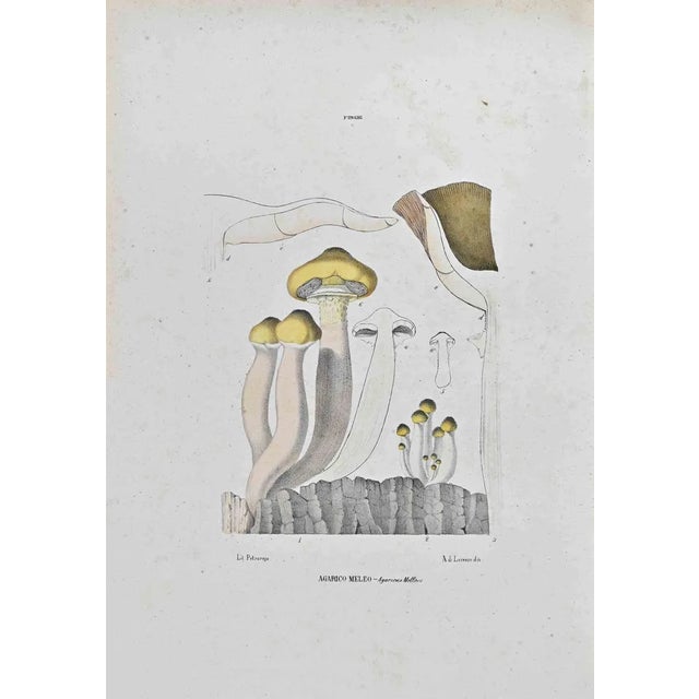 Vincenzo Tenore, Agaric Meleo, Lithograph, 1870s For Sale
