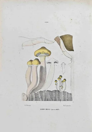 Vincenzo Tenore, Agaric Meleo, Lithograph, 1870s