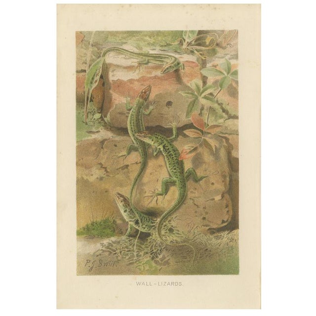 P.J. Smit, Wall Lizards, 1895, Color Lithograph For Sale - Image 9 of 9