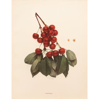 1900s U. P. Hedrick, Original Antique Photogravure of Dyehouse Cherries For Sale