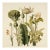 Vintage Botanical Garden Study No. 12 | Botanical Wall Art in Dark Green & Cream For Sale