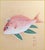 Japanese "Red Snapper", Heisei Era Japanese Watercolor Painting For Sale - Image 3 of 17