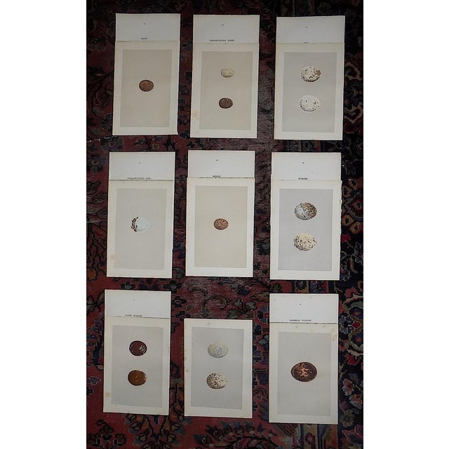Realism Antique 19th Century Hand Colored Birds of Prey Egg Lithographs - Set of 9 For Sale - Image 3 of 11