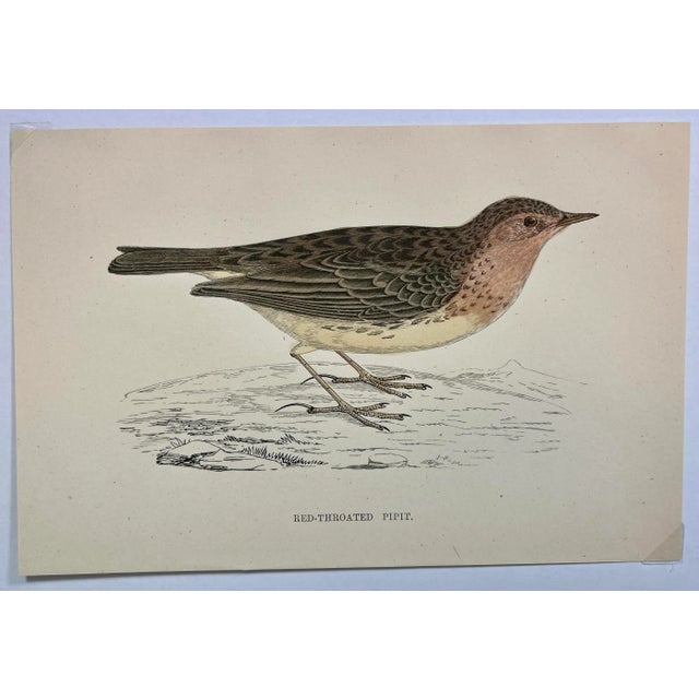 Antique Bird Print From England Showcasing a Red-Throated Pipit - Circa 1888. Print measures 7 1/4” W x 4 3/4” T Attached...