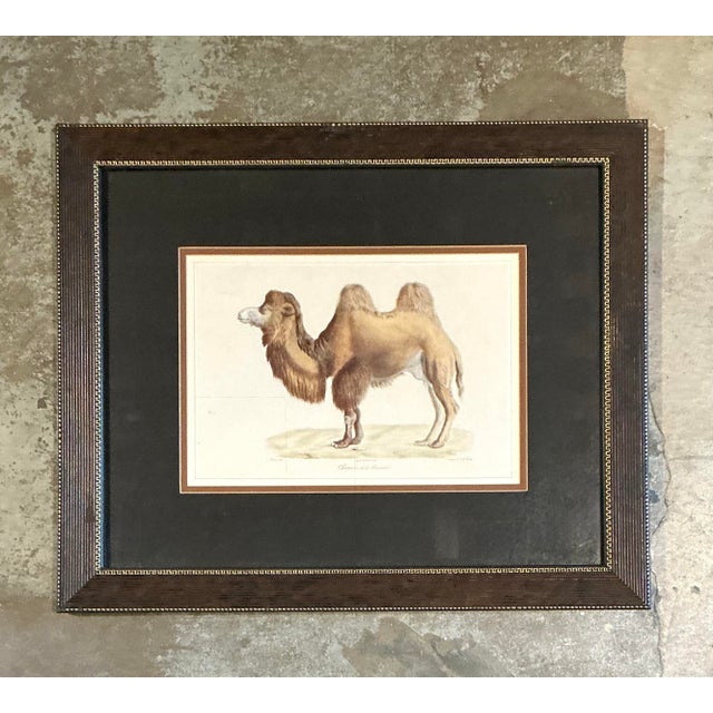 Vintage Framed Camel Print For Sale - Image 12 of 12