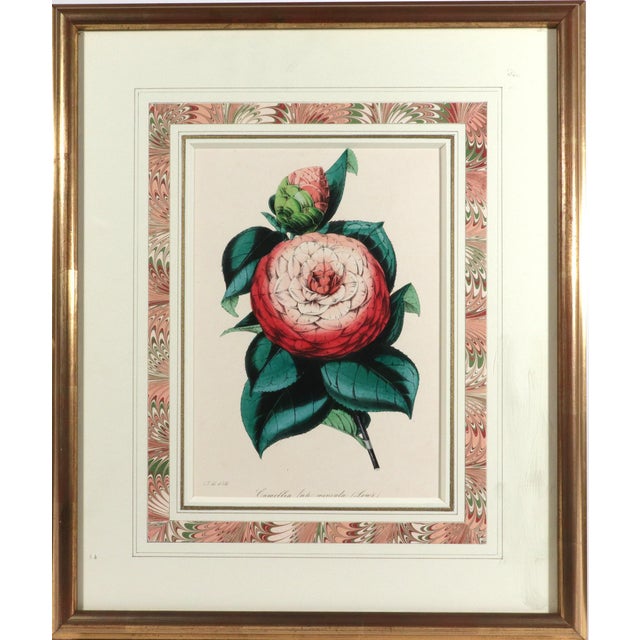 English Antique Botanical Prints by Sir Joseph Paxton From the Magazine of Botany For Sale - Image 3 of 17