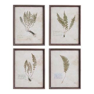 Petite Frond Prints, Set Of 4 For Sale