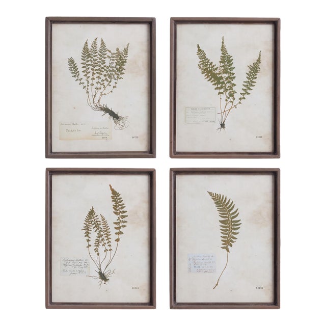 Petite Frond Prints, Set Of 4 For Sale