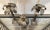 Consider this Regency style trio of palm tree candlesticks for your next table scape! The set consists of galvanized...