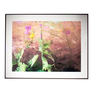 2011 “Wild Geranium - Geranium Maculatum” Archival C-Print Photograph by Bruce Checefsky For Sale