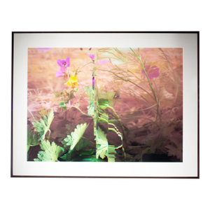 2011 “Wild Geranium - Geranium Maculatum” Archival C-Print Photograph by Bruce Checefsky