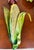 Mackenzie Childs Signed Young ’92 Layered Metal Garden Vegetable Wall Sculptures – Set of 5 Hand-Painted Folk Art Pieces For Sale - Image 4 of 12