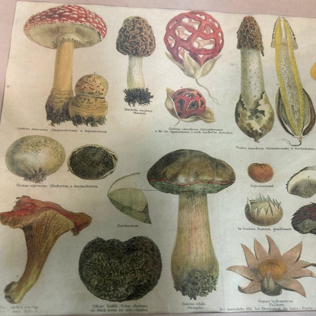 1970’s Original Two Labeled Mushroom Prints - Set of Two For Sale - Image 4 of 6