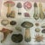 1970’s Original Two Labeled Mushroom Prints - Set of Two For Sale - Image 4 of 6